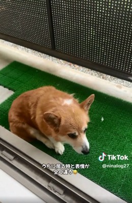 寂しそうなくぅちゃん2