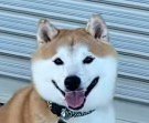 キラキラとした顔で飼い主を見つめる犬
