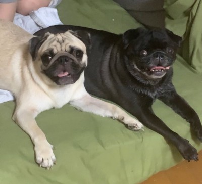 パグくんの日常2