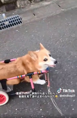 笑顔のくぅちゃん