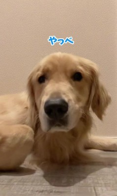 飛び起きるコロッケちゃん