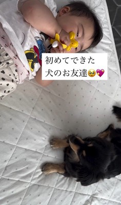 赤ちゃんとワンちゃんの初対面8