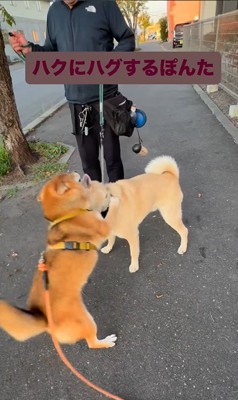 お友達に会った時のぽんた君8