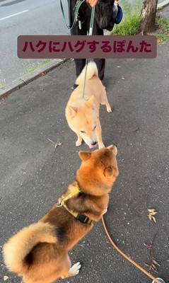 お友達に会った時のぽんた君⑩