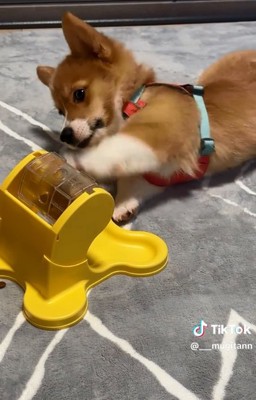 空振りのむぎちゃん