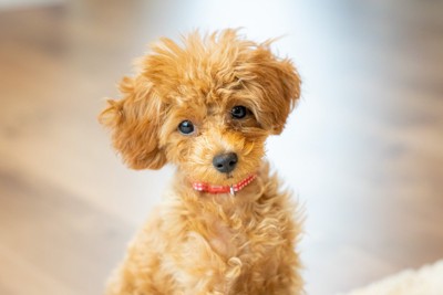 座っているトイプードル