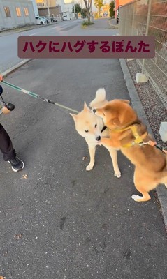 お友達に会った時のぽんた君6