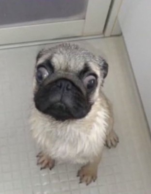 パグくんの変化