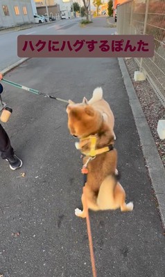 お友達に会った時のぽんた君5