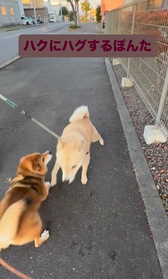 お友達に会った時のぽんた君7