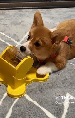 鼻でつつくむぎちゃん