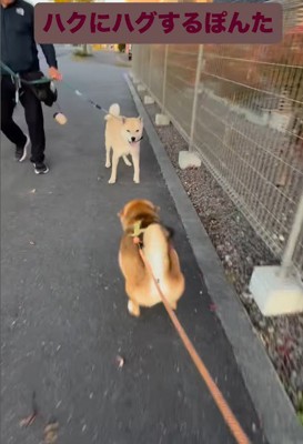 お友達に会った時のぽんた君2