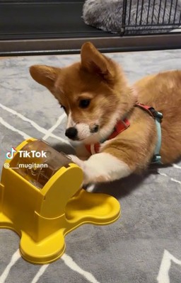 知育玩具で遊ぶむぎちゃん