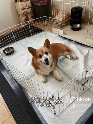 笑顔のくぅちゃん