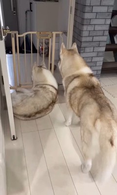 寧々ちゃん＆茶々ちゃんのお出迎え2