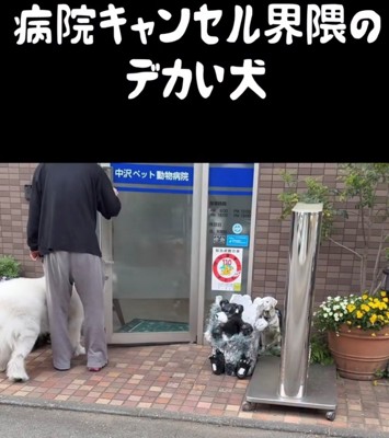 病院に入ろうとする犬