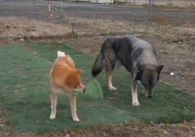 お庭で遊ぶ