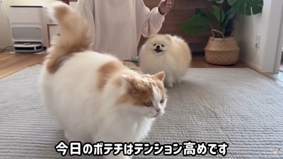 怒られたポテチくん