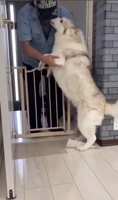 寧々ちゃん＆茶々ちゃんのお出迎え9