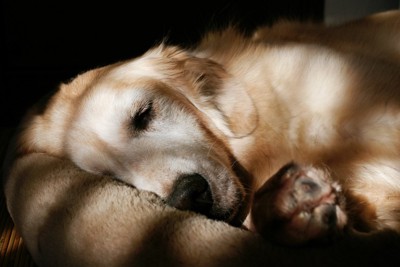 眠っている犬