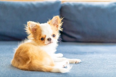 ソファの上で振り返る犬