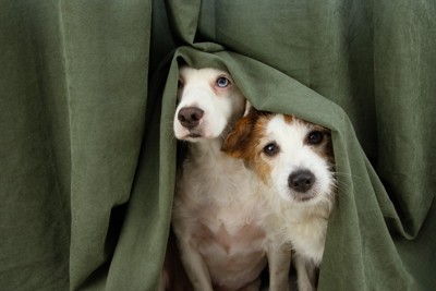 カーテンに隠れている2頭の犬