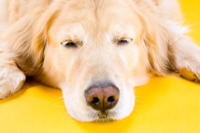 眠る犬