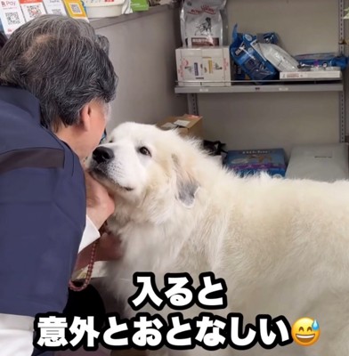 先生に撫でられて落ち着く犬