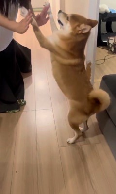 お姉ちゃんを熱烈歓迎するけいちゃん8