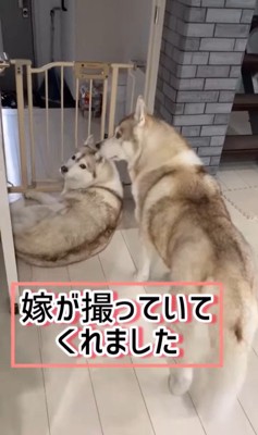 寧々ちゃん＆茶々ちゃんのお出迎え