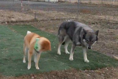 大はしゃぎ