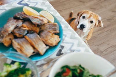 食卓の料理が気になる犬