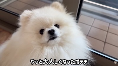 怒られたポテチくん8