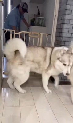 寧々ちゃん＆茶々ちゃんのお出迎え7