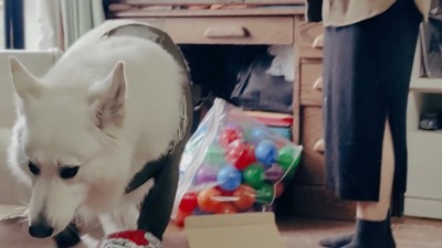 BJ くんに「お風呂入る?」と聞いたら9