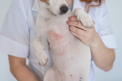 犬の皮膚に赤みがある