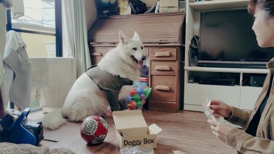 BJ くんに「お風呂入る?」と聞いたら7