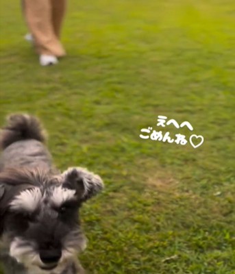 犬のアップ