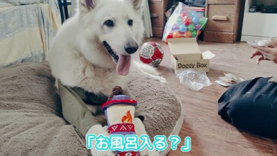 BJ くんに「お風呂入る?」と聞いたら4