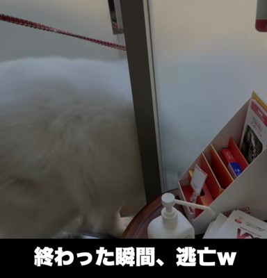 ドアから飛び出す犬