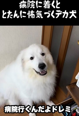 座ってこちらを見る犬