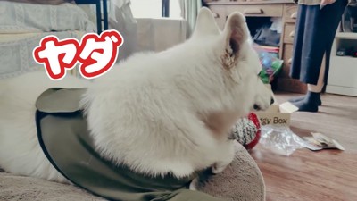 BJ くんに「お風呂入る?」と聞いたら⑩