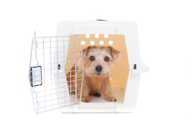 ハウスに入る犬