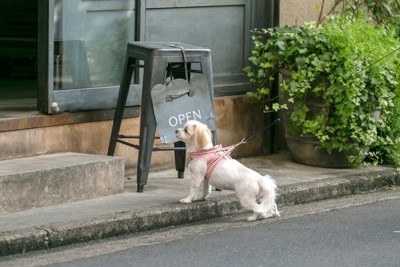 つながれた白い犬