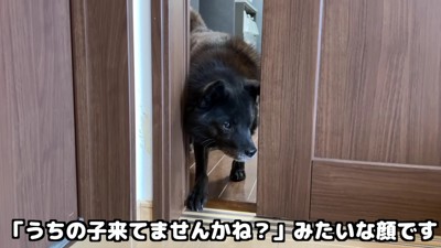 「いや、やっぱり…」