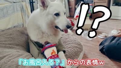 BJ くんに「お風呂入る?」と聞いたら5