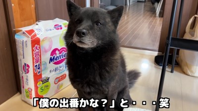 「やっぱり僕がお世話する」