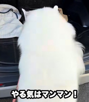 車に勢いよく飛び乗る犬