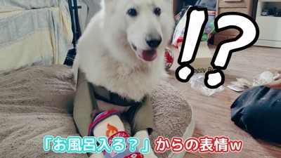 BJ くんに「お風呂入る?」と聞いたら6