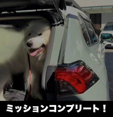 車の中で笑顔の犬
